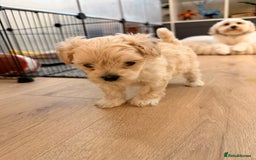 Maltipoo dogs for sale: 💛  Maltipoo Puppies Ready 16th Dec  💛 - Advert 6