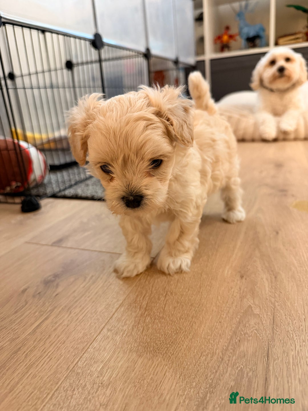 Maltipoo dogs for sale: 💛  Maltipoo Puppies Ready 16th Dec  💛 - Advert 6