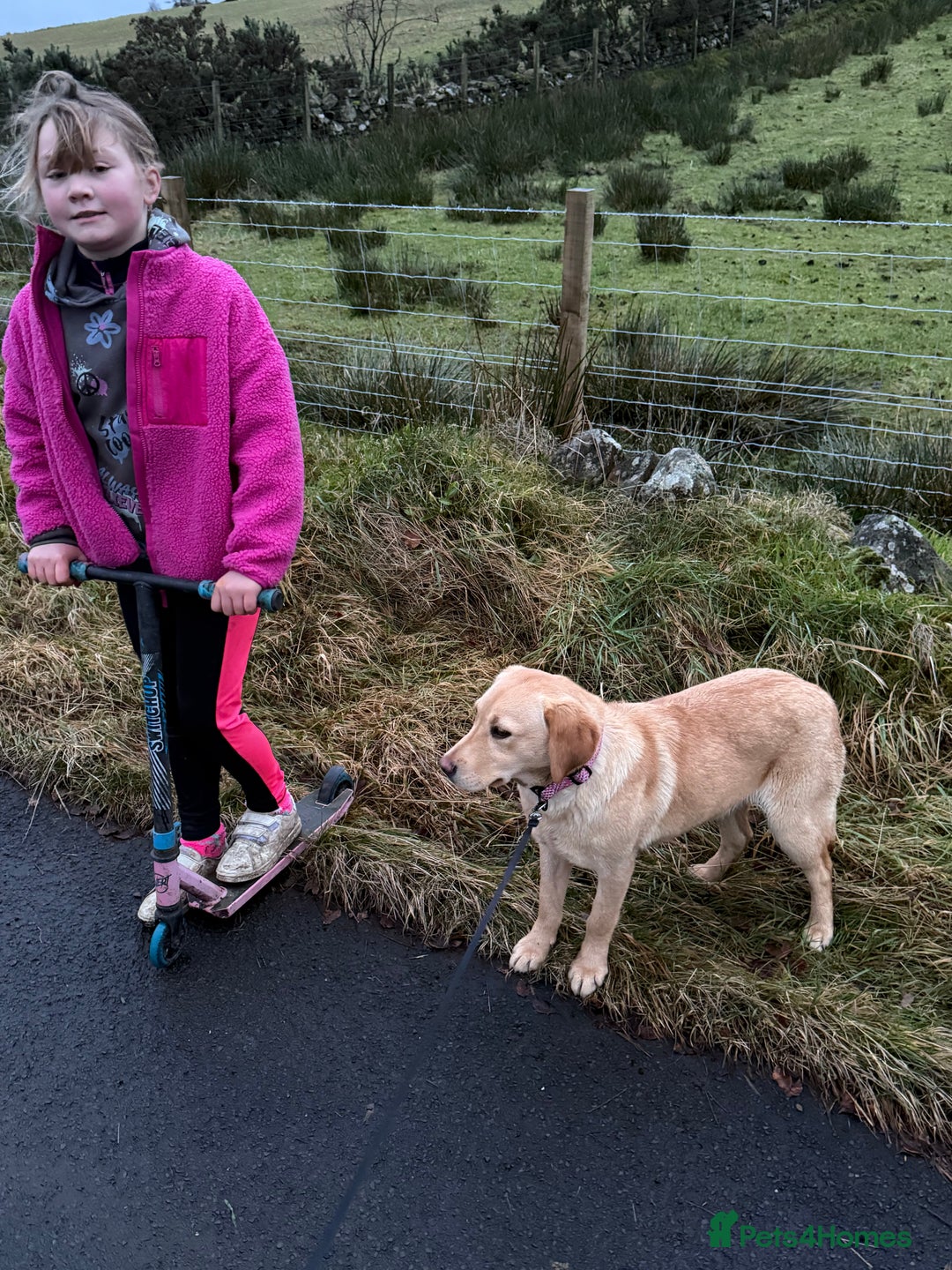 Labrador Retriever dogs for sale: KC Registered Female - Advert 4