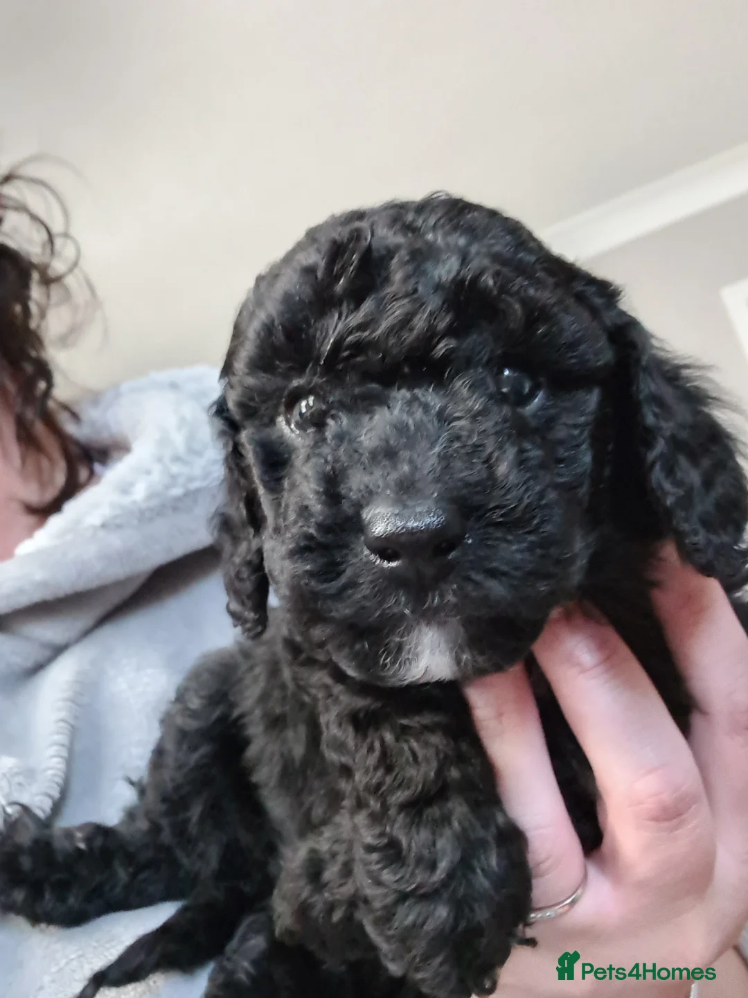Toy Poodle dogs for stud: *STUD* Gorgeous KC Registered Toy Poodle in Manchester - Advert 9
