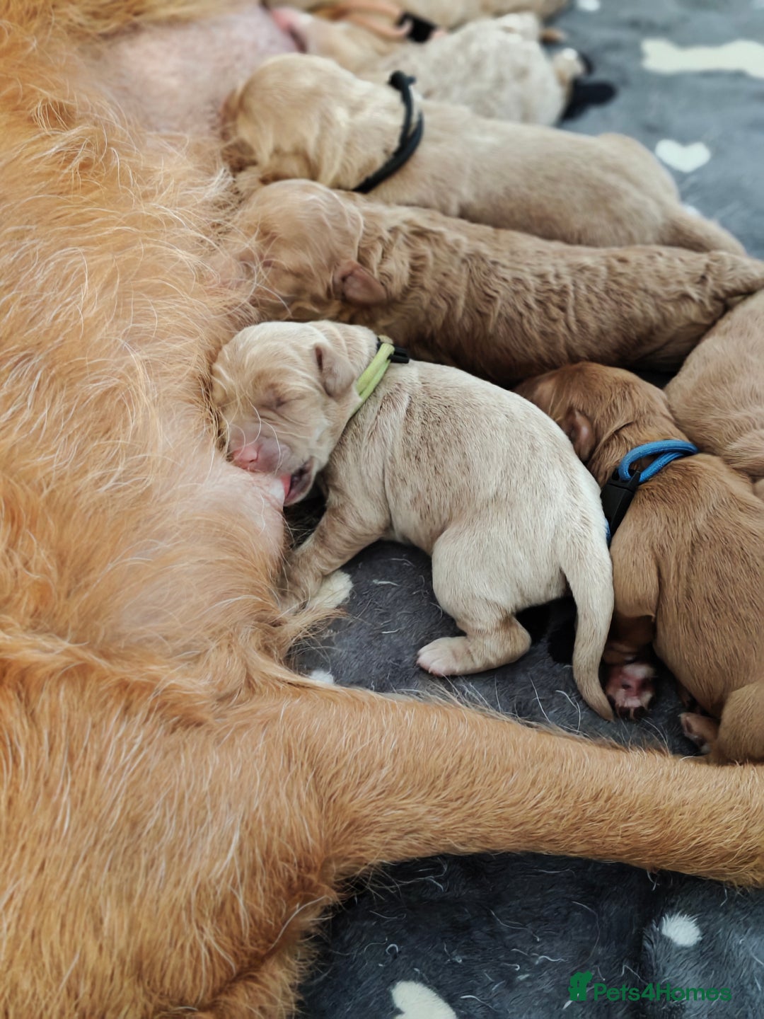 Mixed Breed dogs for sale: ✨2 Health Tested Australian Labradoodles ✨ - Image 10