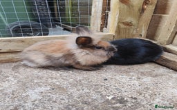 Mixed Breed rabbits for sale: Rabbit babies - Image 2