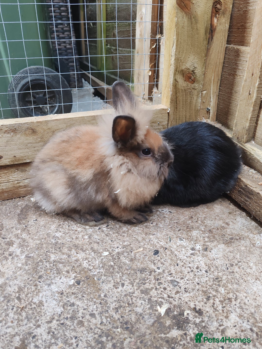 Mixed Breed rabbits for sale: Rabbit babies - Image 2