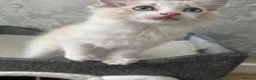 Ragdoll cats for sale: Beautiful Ragdoll Kittens - Advert 22