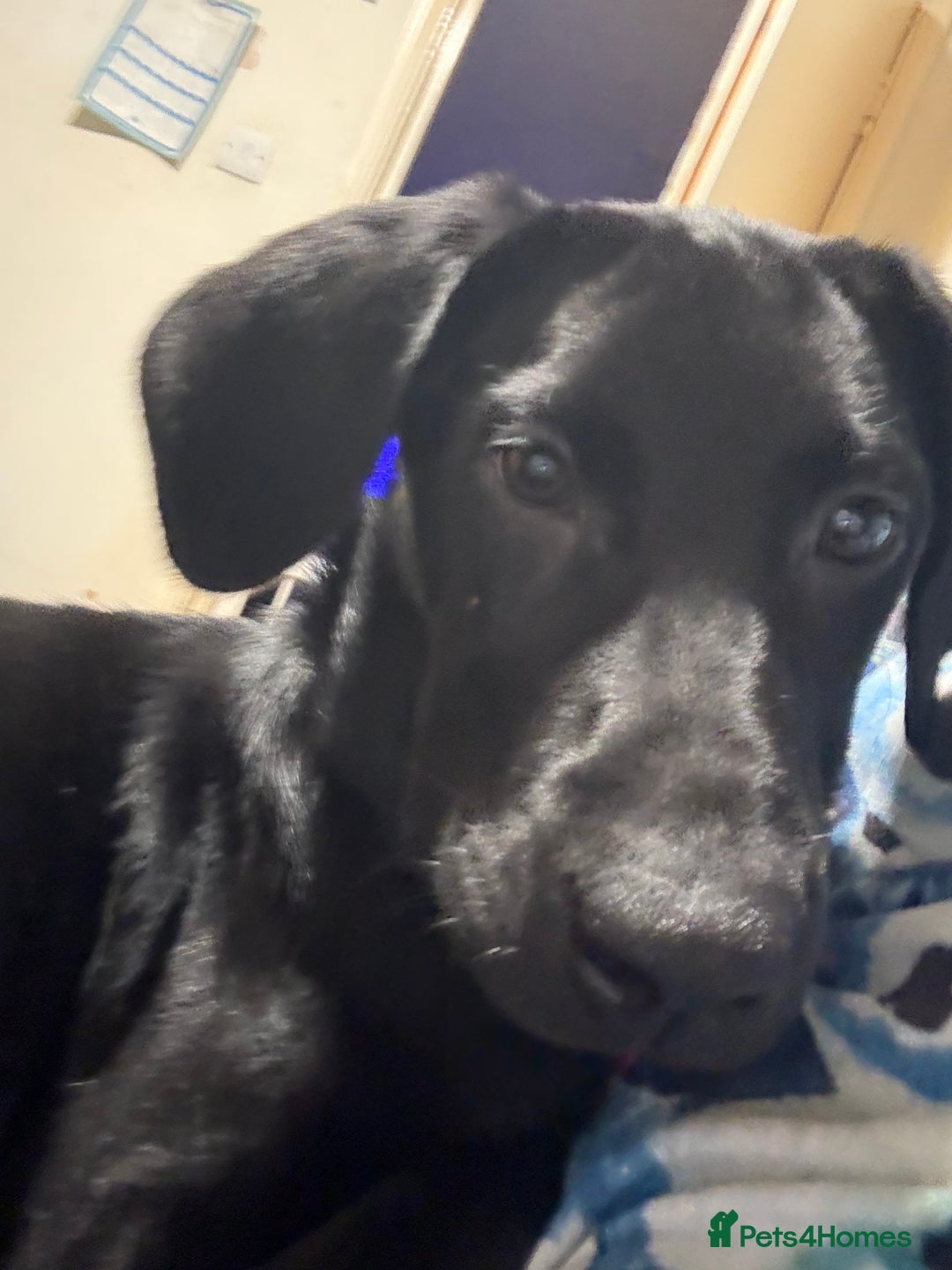 Labrador Retriever dogs for sale: Luna  - Image 5