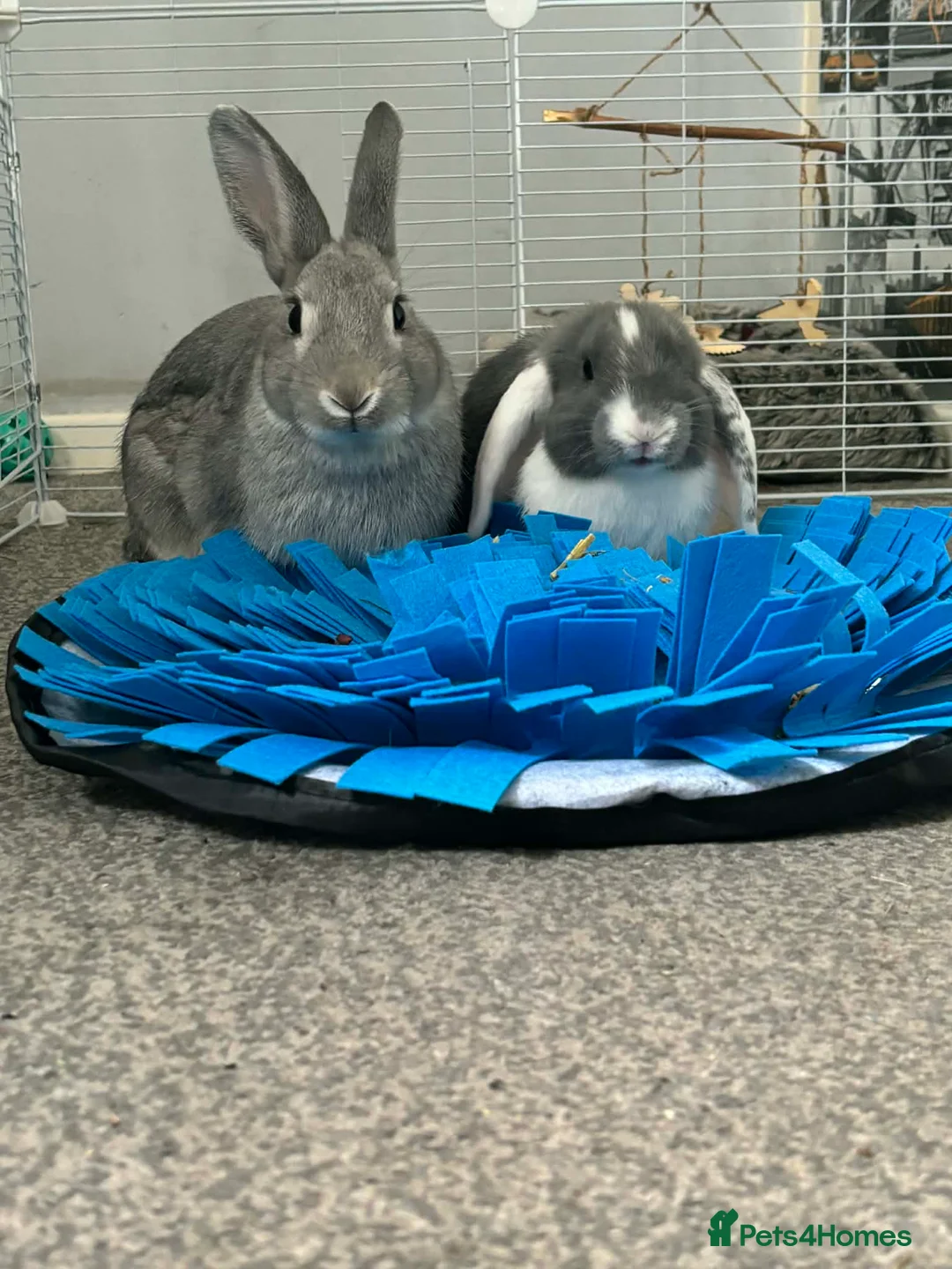 Mixed Breed rabbits for sale: 2 rabbits in Saint Helens - Advert 2