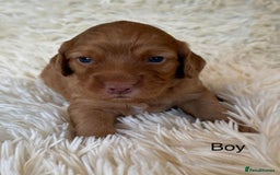 Cockapoo dogs for sale: beautiful merle cockapoo pups, ready 19th August - Image 13
