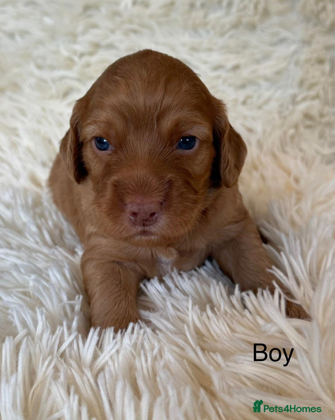 Cockapoo dogs for sale: beautiful merle cockapoo pups, ready 19th August - Image 13