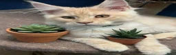 Maine Coon cats for sale: Pedigree Maine Coon kittens - Advert 1