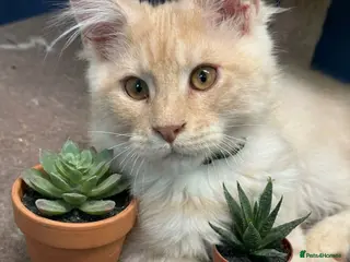 Maine Coon cats Pedigree Maine Coon kittens - Advert 17