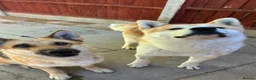 Saarloos Wolfdog dogs for sale: Stunning Low Content Wolfdog  - Advert 17