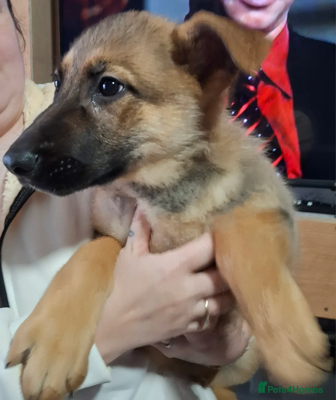 German Shepherd dogs for sale: Chunky German Shepherd puppy - Advert 3