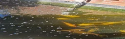 Koi Carp fish for sale: Koi carp in Preston - Advert 5