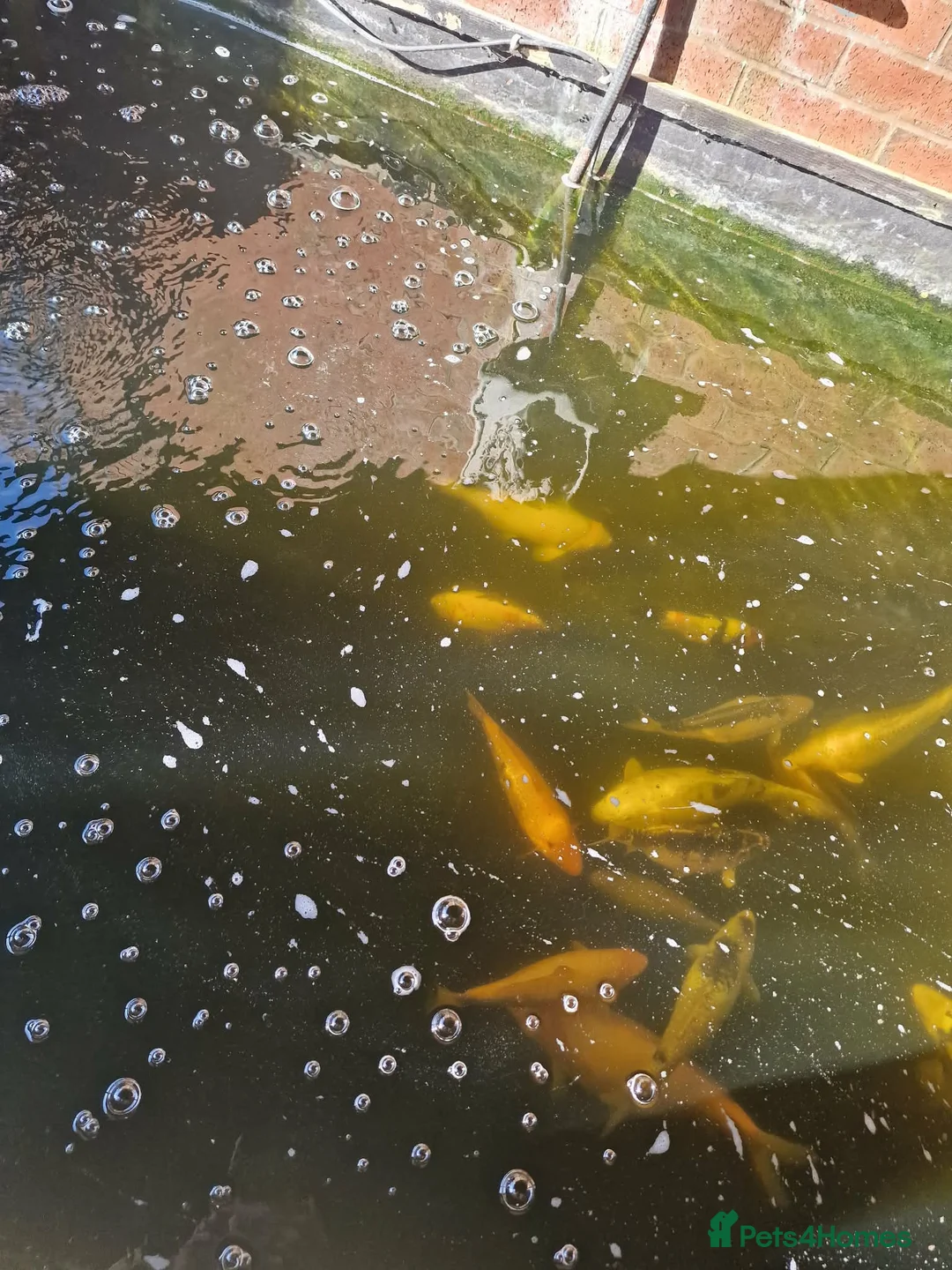 Koi Carp fish for sale: Koi carp in Preston - Advert 5