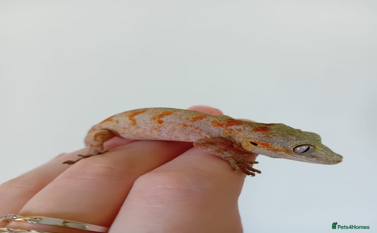 Gecko reptiles in Wigston - Advert 4