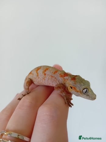 Gecko reptiles in Wigston - Advert 1