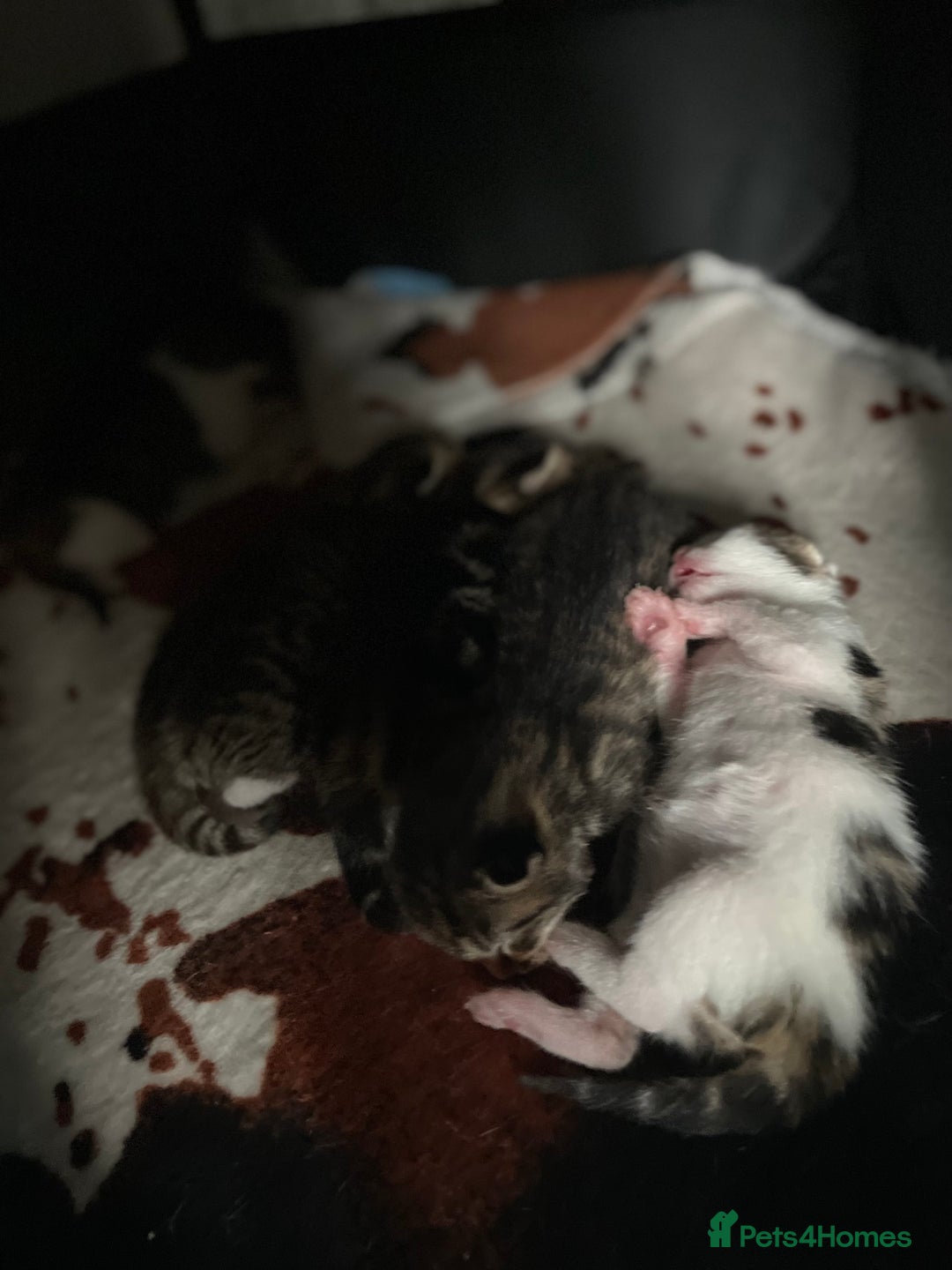 Mixed Breed cats for sale: 5 Fluffy furs to find new lovely houses  - Advert 14