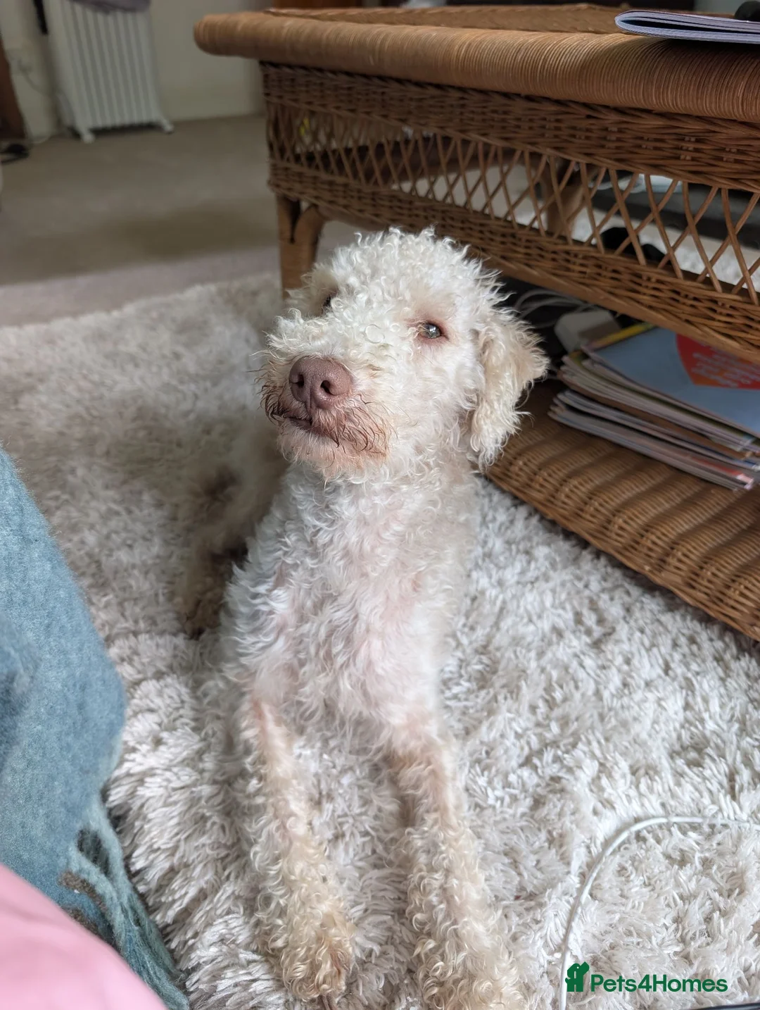 Bedlington Terrier dogs for stud: 2 year old bedlington terrier for stud - Advert 4