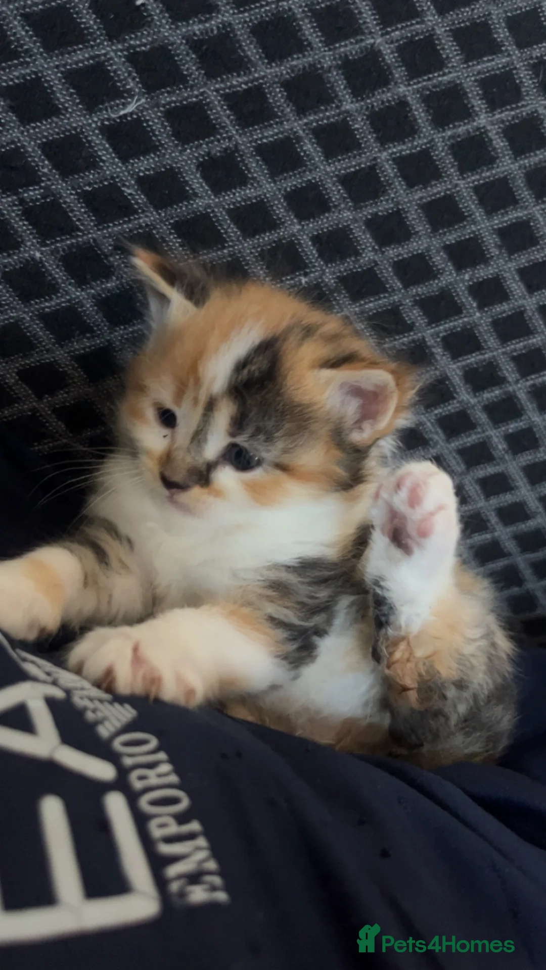 British Shorthair cats for sale: 5 beautiful calico kittens mix - Advert 2