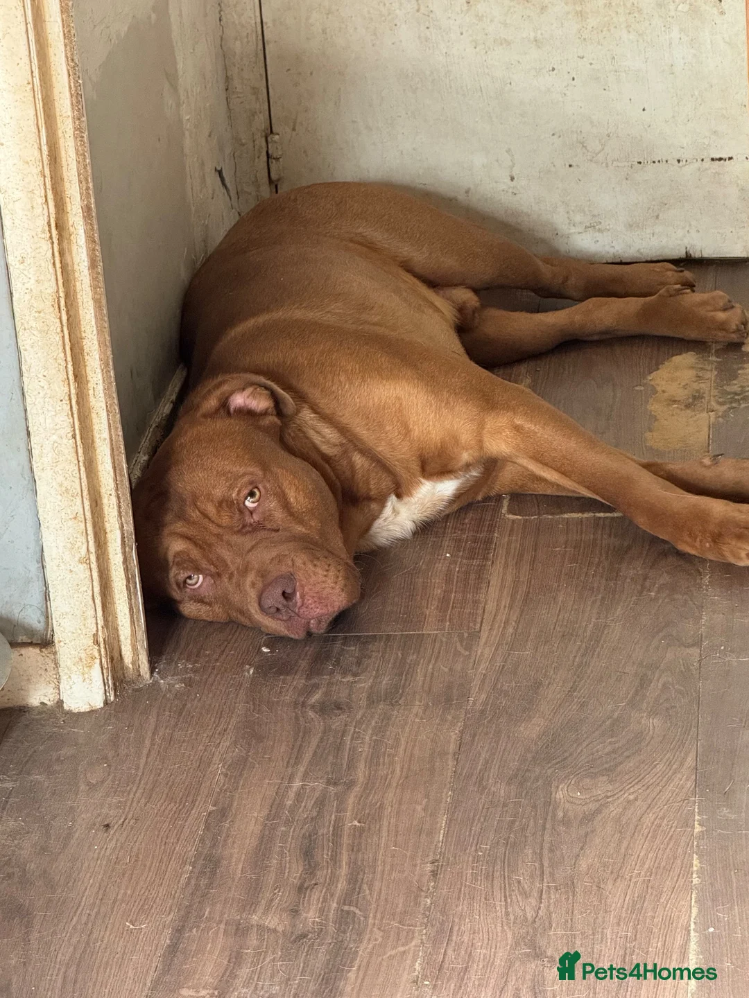 Dogue De Bordeaux dogs for sale: Dogue de Bordeaux Cross springer - Advert 5