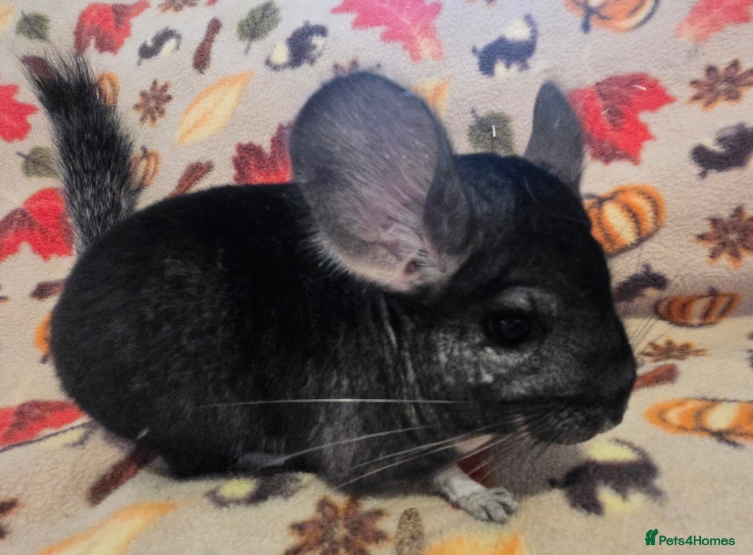 Chinchilla rodents for sale: Black pearl Carriers - Image 4