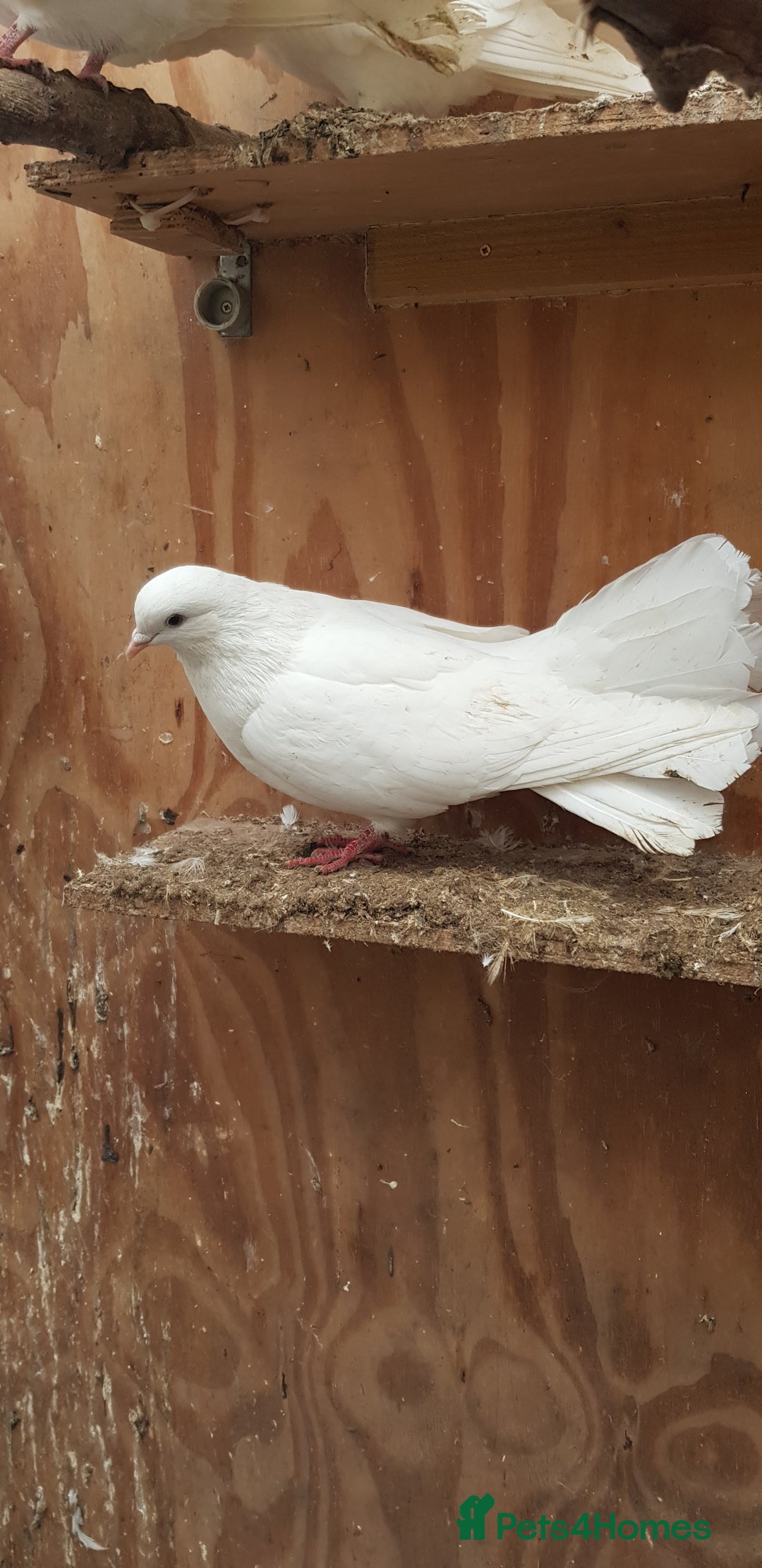 Pigeons birds for sale: Fantails and Iranian pigeons  - Advert 6