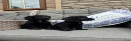 Cocker Spaniel dogs for sale: 2 Stunning black cocker girls (council licensed) - Advert 8