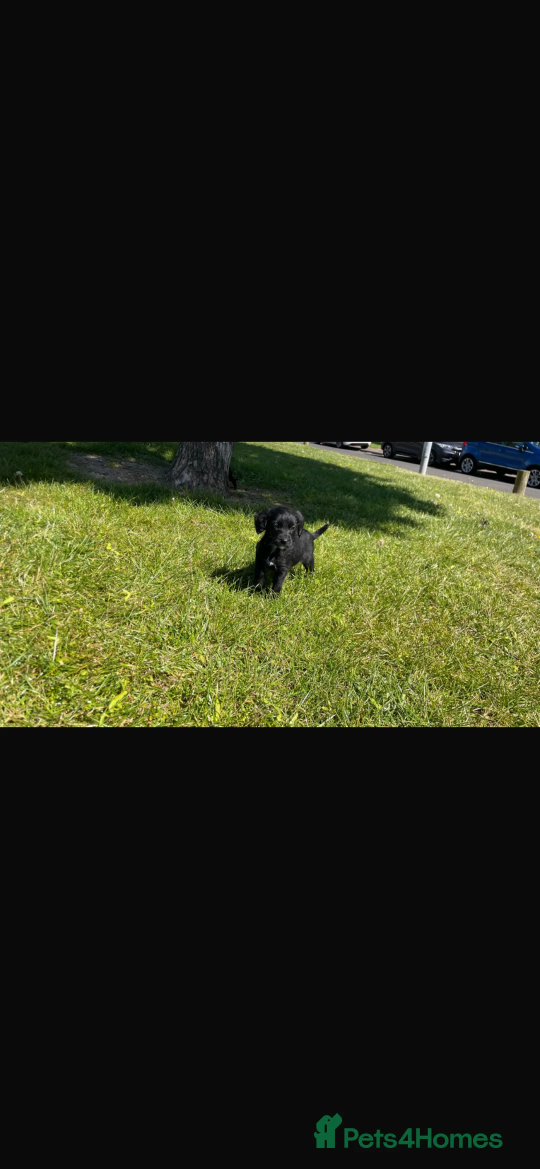 Cocker Spaniel dogs for sale: Beautiful cute cocker spaniel puppies in Dagenham - Advert 5