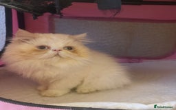 Persian cats for sale: 💗5 Boys and 3 Girl 💗 - Image 15