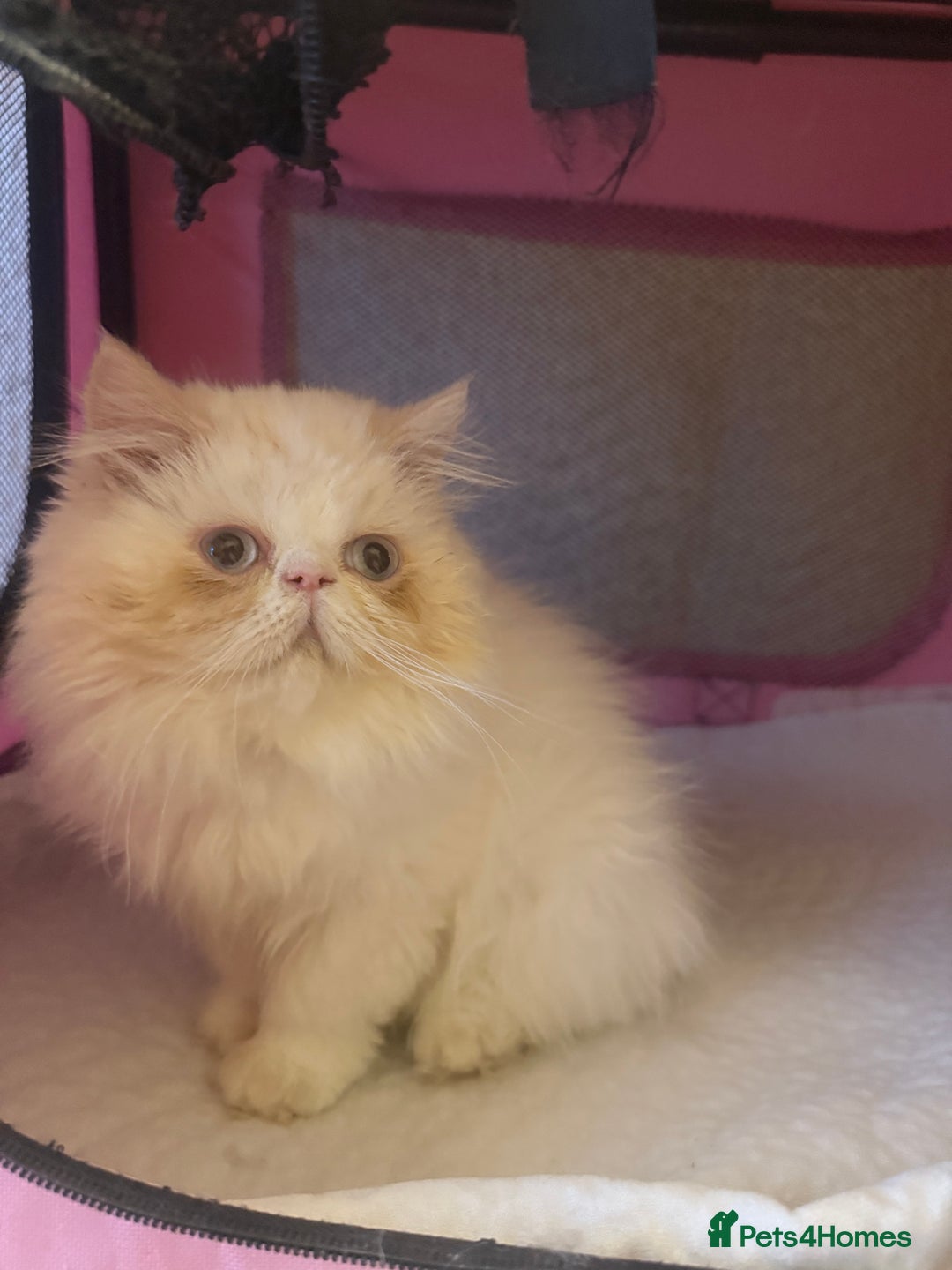 Persian cats for sale: 💗5 Boys and 3 Girl 💗 - Image 15