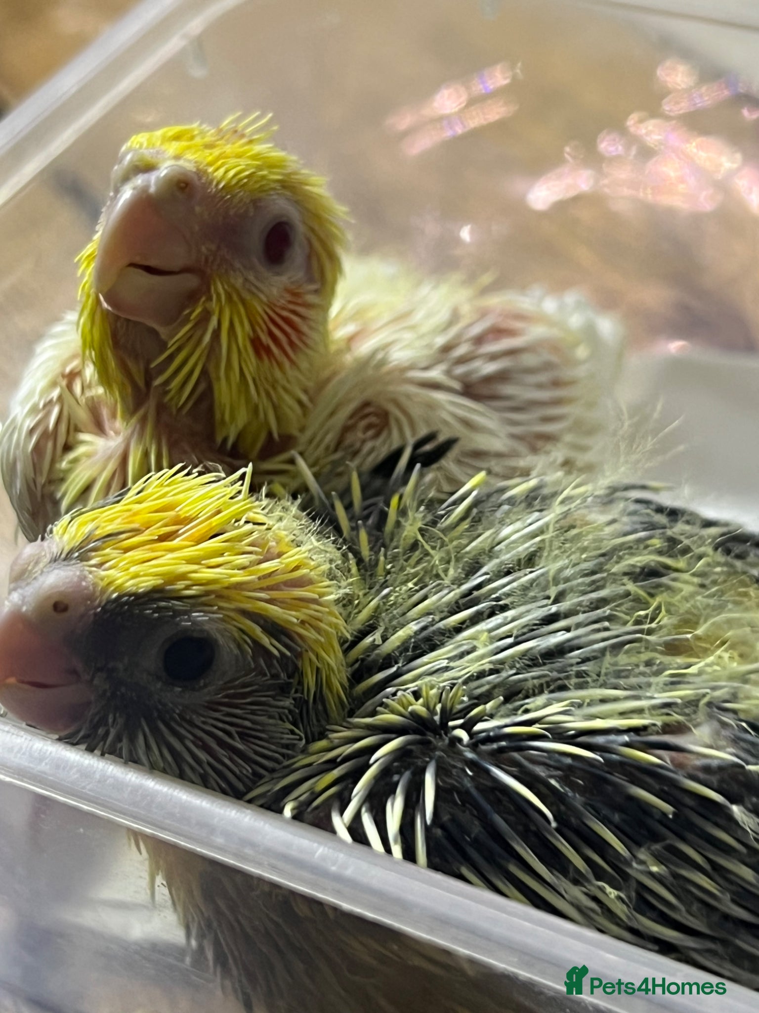 Cockatiels birds 🐦 Baby Cockatiels – Perfect for Hand-Feeding - Advert 12