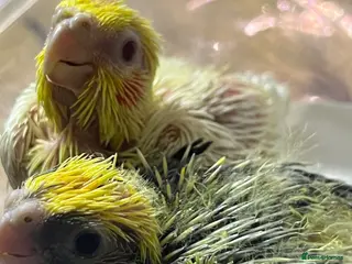 Cockatiels birds 🐦 Baby Cockatiels – Perfect for Hand-Feeding - Advert 12