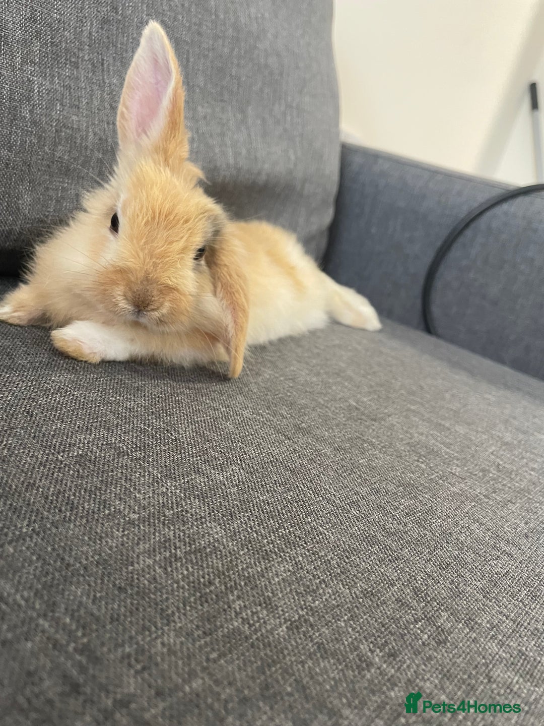 Mini Lion Lop rabbits for sale: Rabbit for sale - Image 5