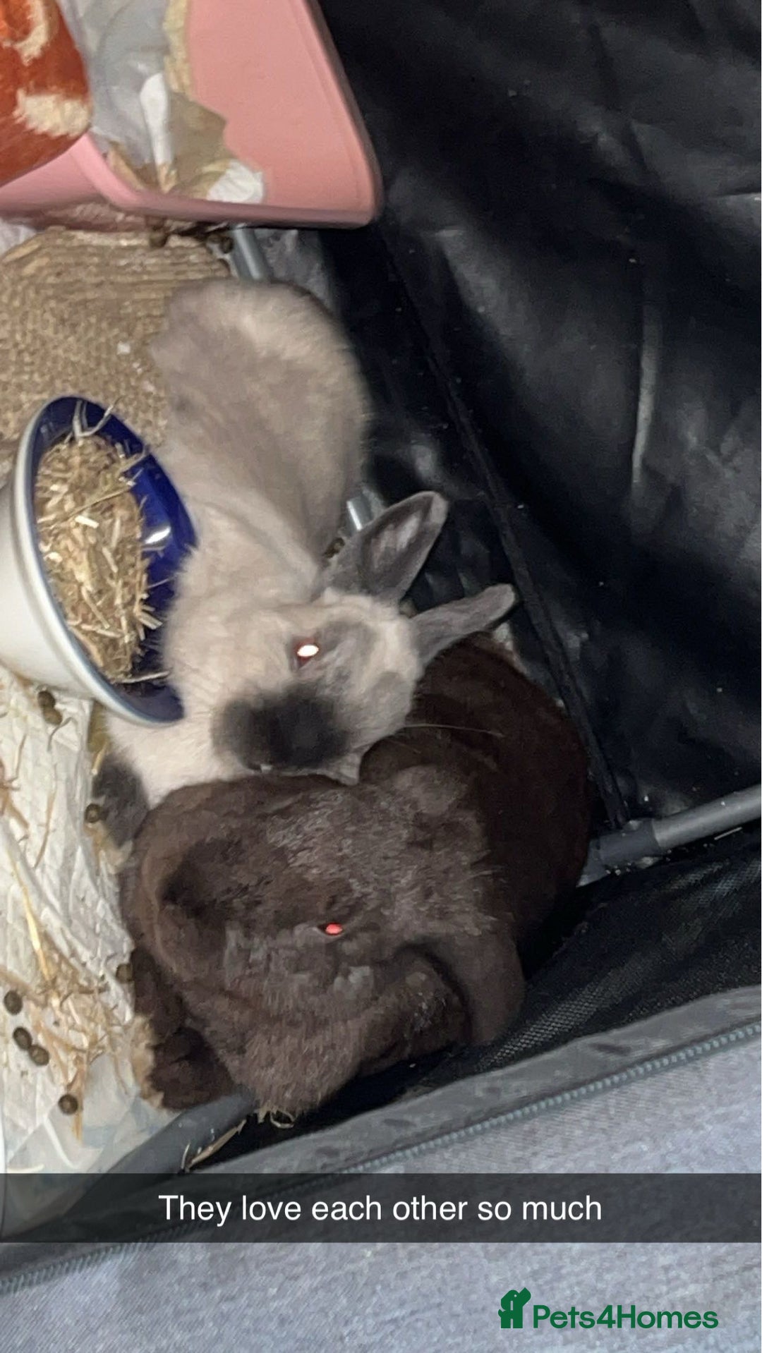 Netherland Dwarf rabbits for sale: Rehoming two beautiful rabbits - Advert 5