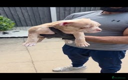 American Bully dogs for sale: ABKC Registered Pocket Bully Puppies in Wolverhampton - Image 12