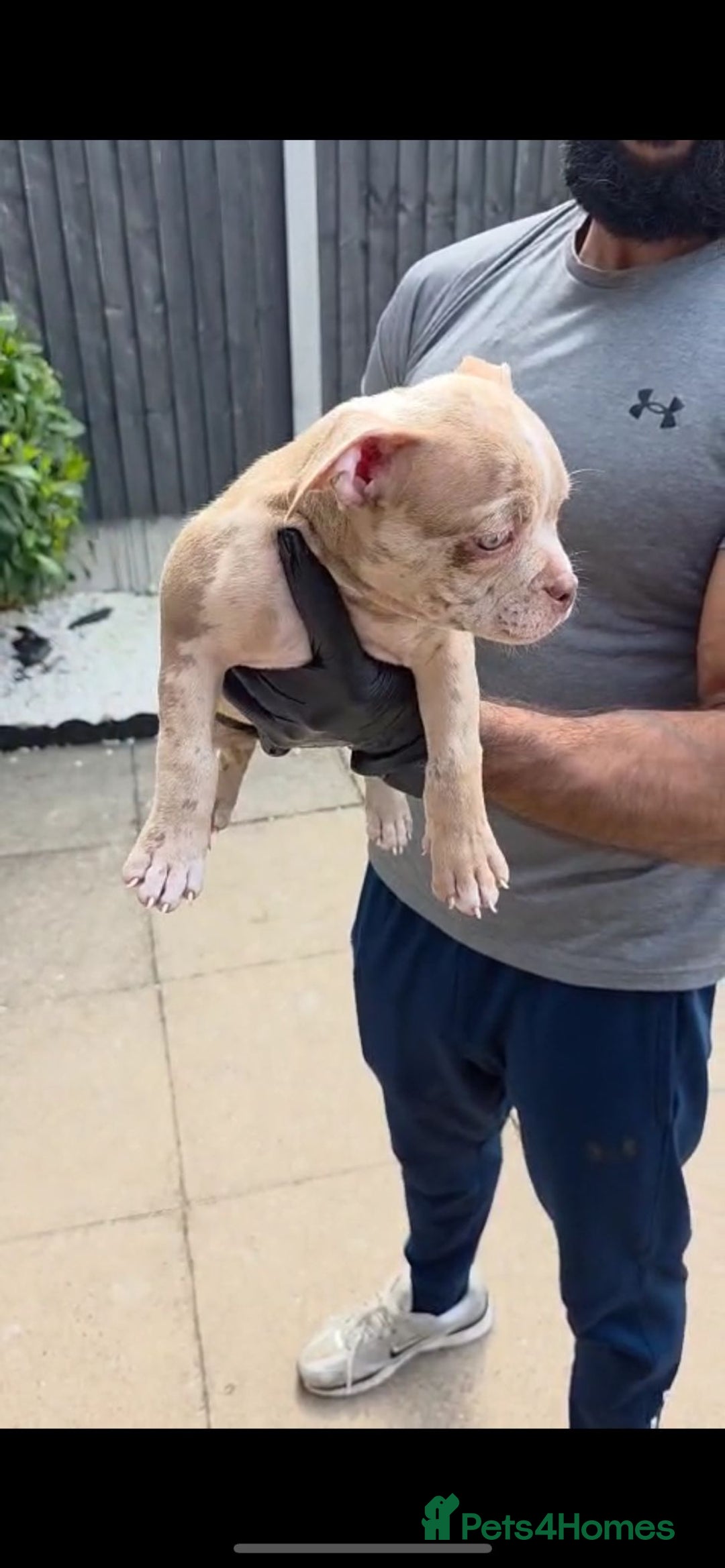 American Bully dogs for sale: ABKC Registered Pocket Bully Puppies in Wolverhampton - Image 12