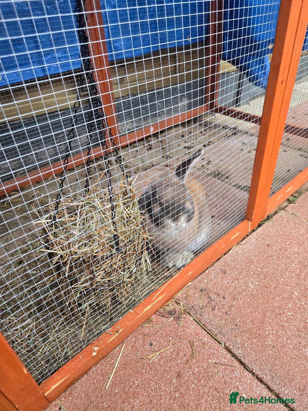 English rabbits for sale: 8 bunnies for sale - Advert 3