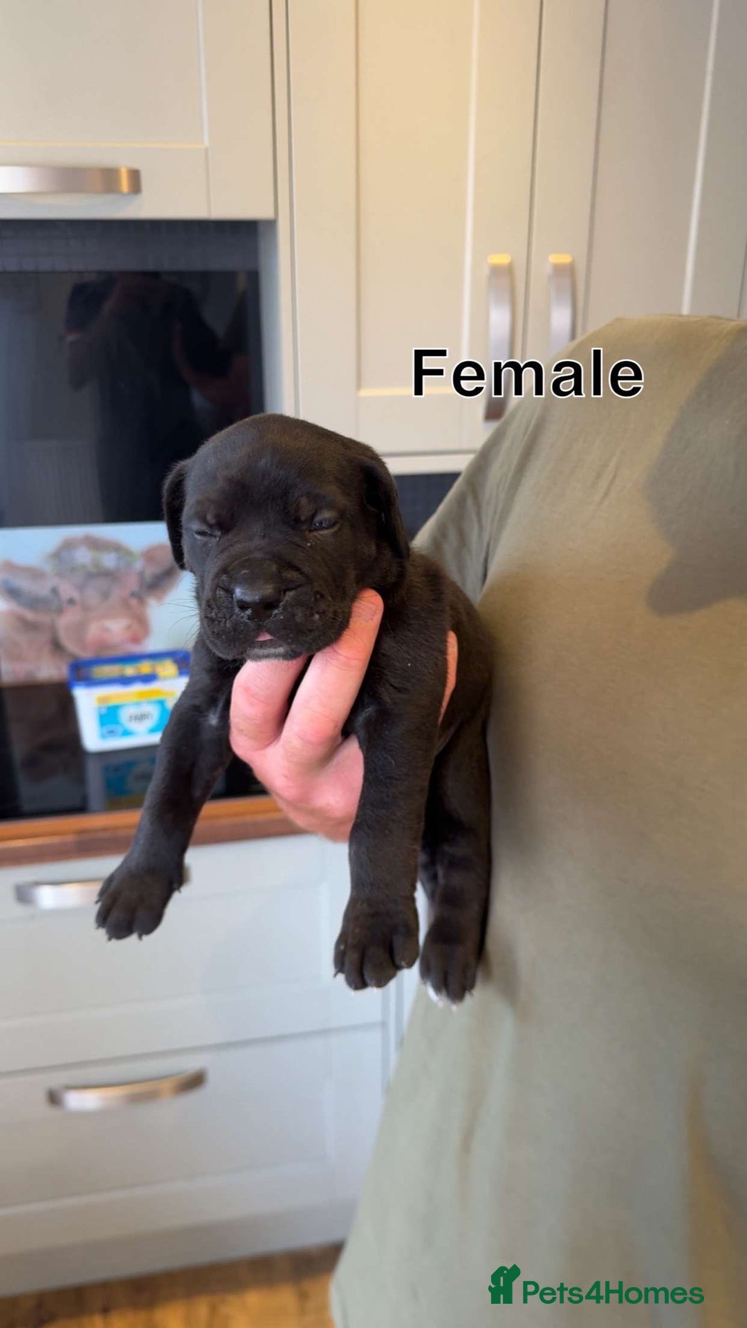 Cane Corso dogs for sale: Cane Corso Puppies - Image 6
