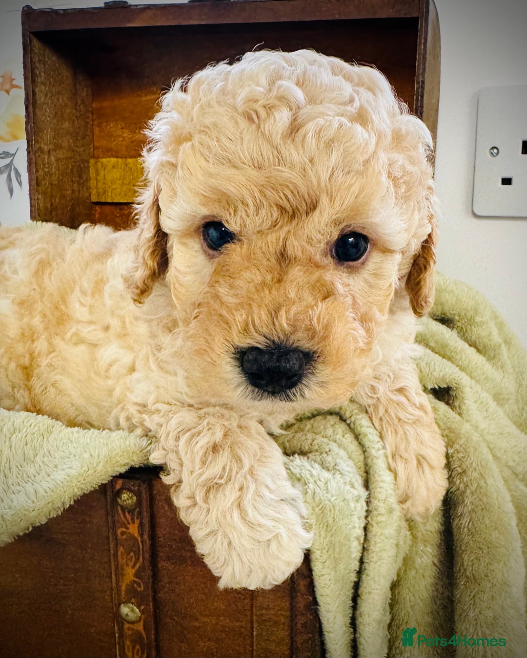 Cavapoochon dogs for sale: F1b Cavapoochon  - Image 27