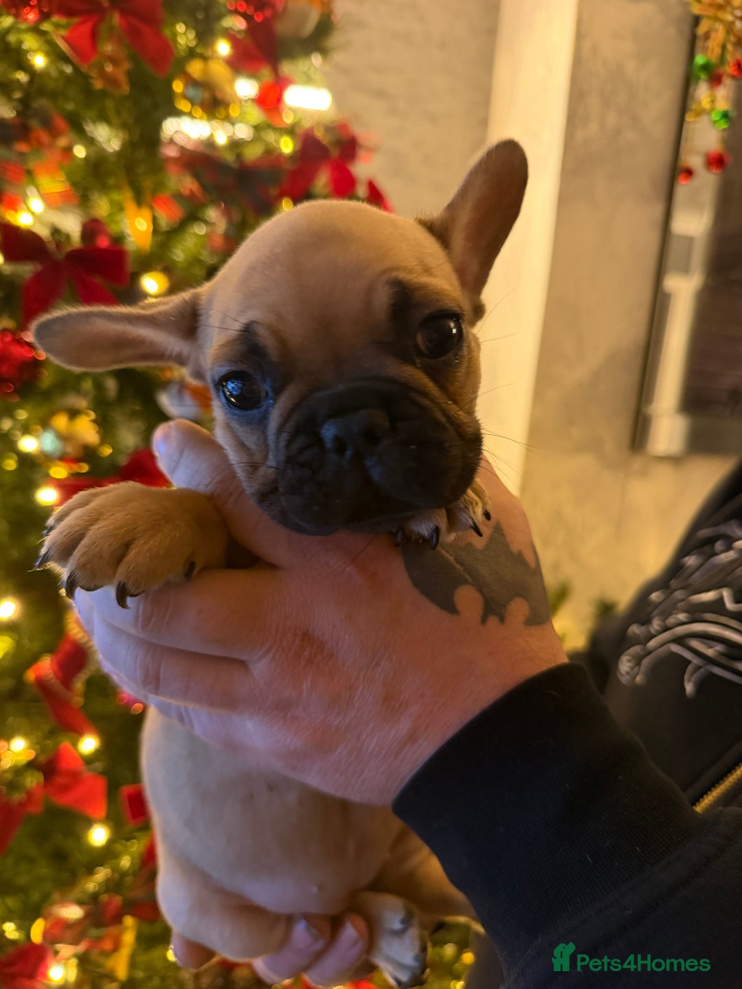French Bulldog dogs for sale: READY NOW🐾 4 beautiful girls  - Advert 22