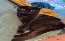 Domestic Shorthair cats for sale: Shorthair mix - Image 2