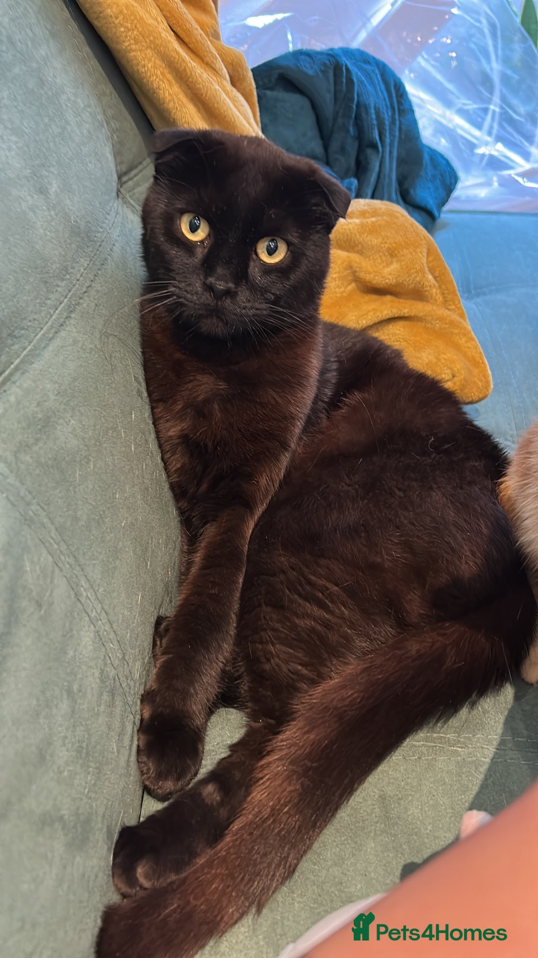 Domestic Shorthair cats for sale: Shorthair mix - Image 2