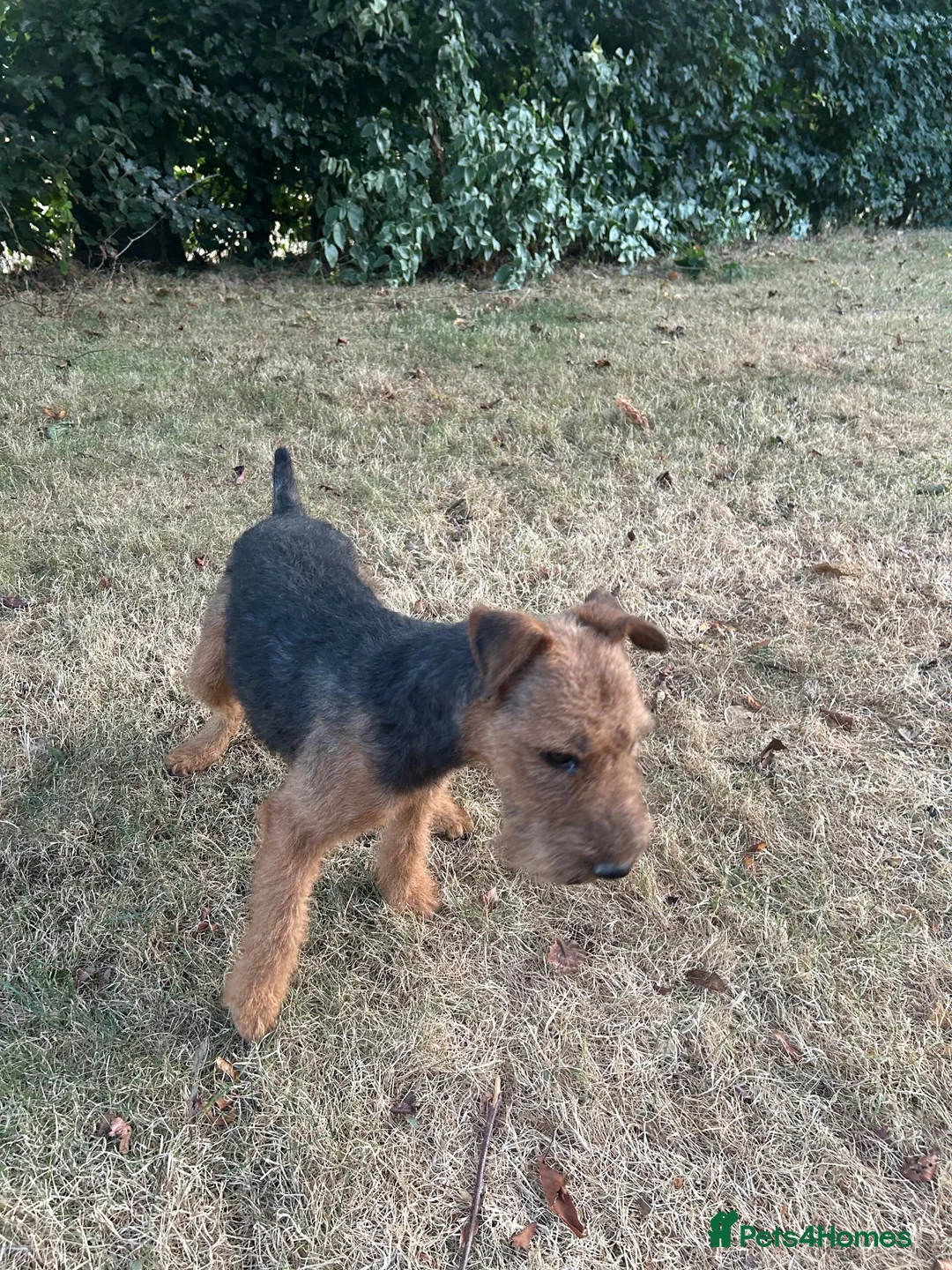 Lakeland Terrier dogs for sale: Lakeland bitch for sale  - Advert 2