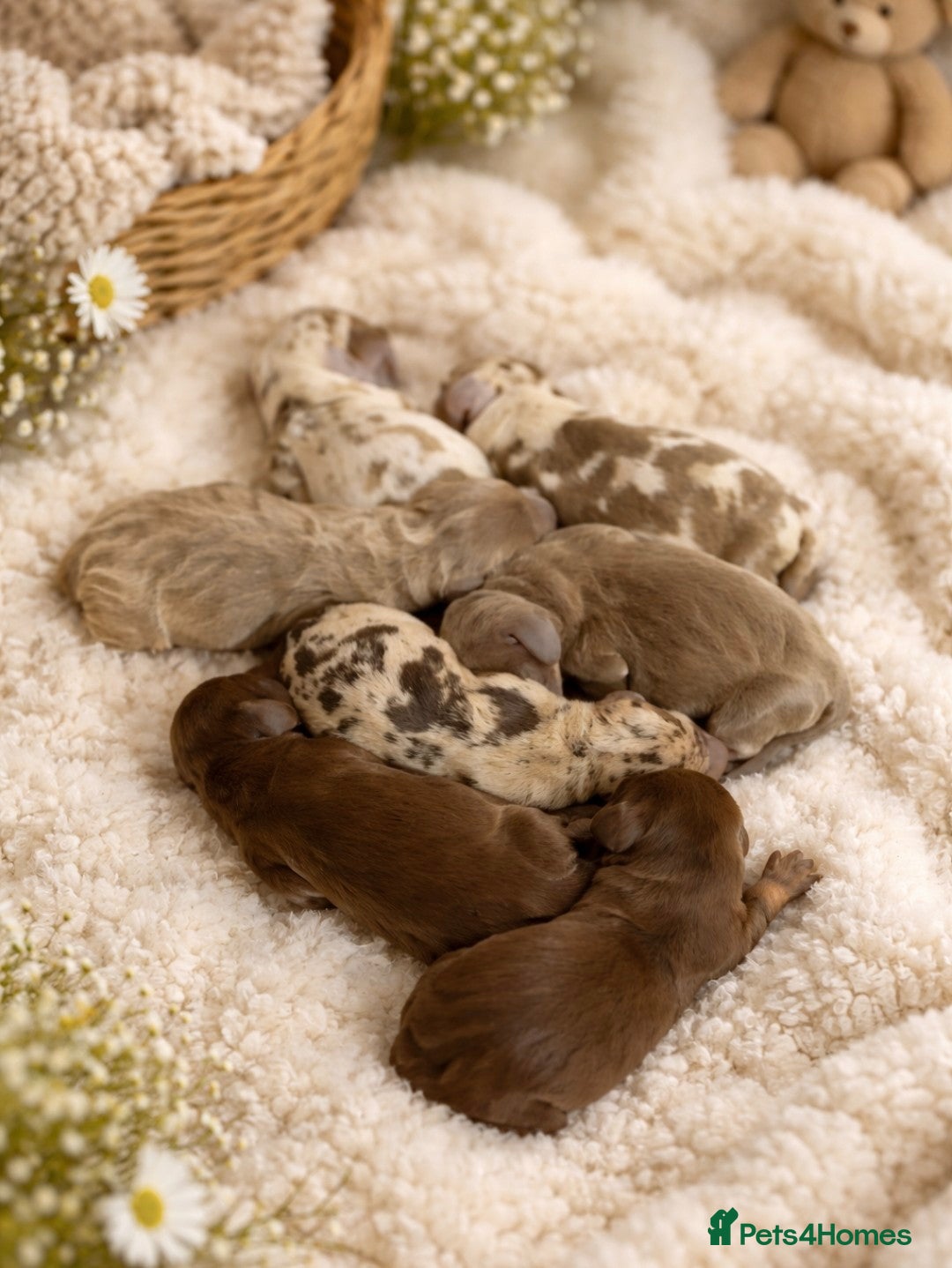 Miniature Dachshund dogs ⭐️KC Registered Miniature Dachshunds⭐️ - Advert 11