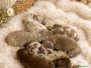 Miniature Dachshund dogs ⭐️KC Registered Miniature Dachshunds⭐️ - Advert 11