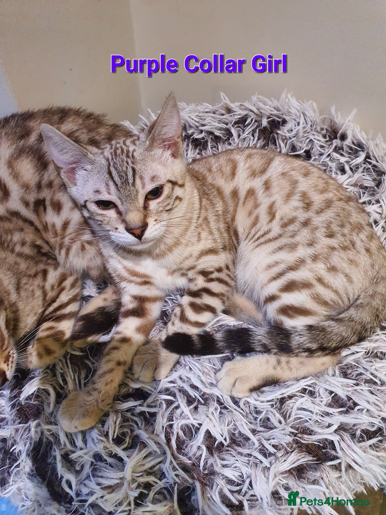 Bengal cats 🐆💕Very Beautiful Tica Registered Bengal Kittens. - Advert 2