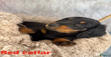 Miniature Dachshund dogs - Advert 6