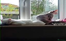 Sphynx cats for sale: Female sphynx - Image 6