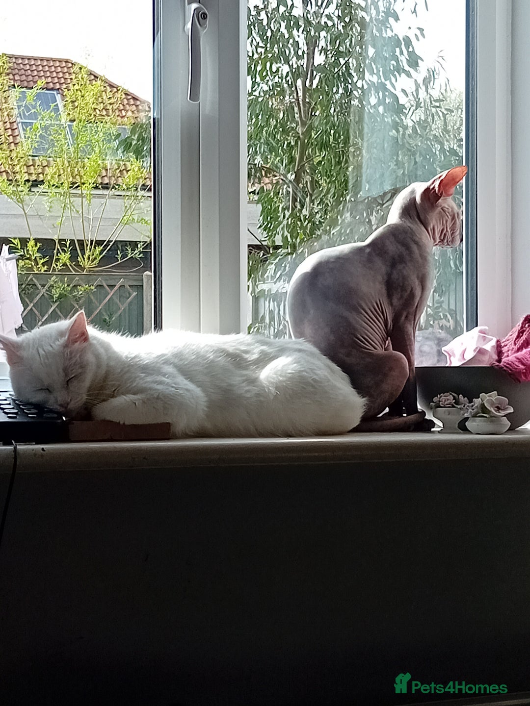 Sphynx cats for sale: Female sphynx - Image 6