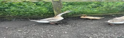 Geese poultry for sale: Year old geese for sale  - Advert 6